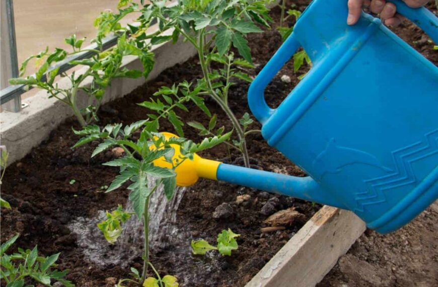 Come Irrigare l’Orto