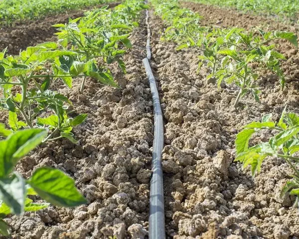 Quando Irrigare i Pomodori